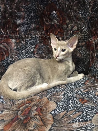 Ориентальные котята