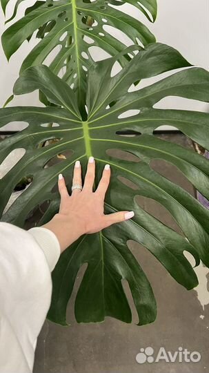 Монстера крупнолистный гигант, d листа 65 см