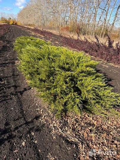 Можжевельник крупномер из питомника с посадкой