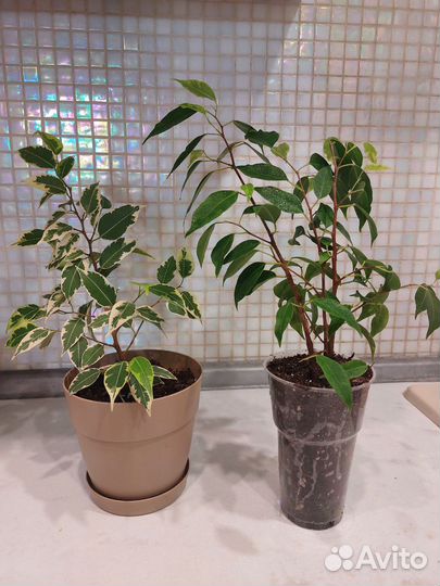 Фикус бенджамина пестролистный