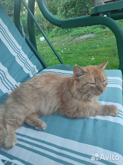 Рыжая кошка бесплатно