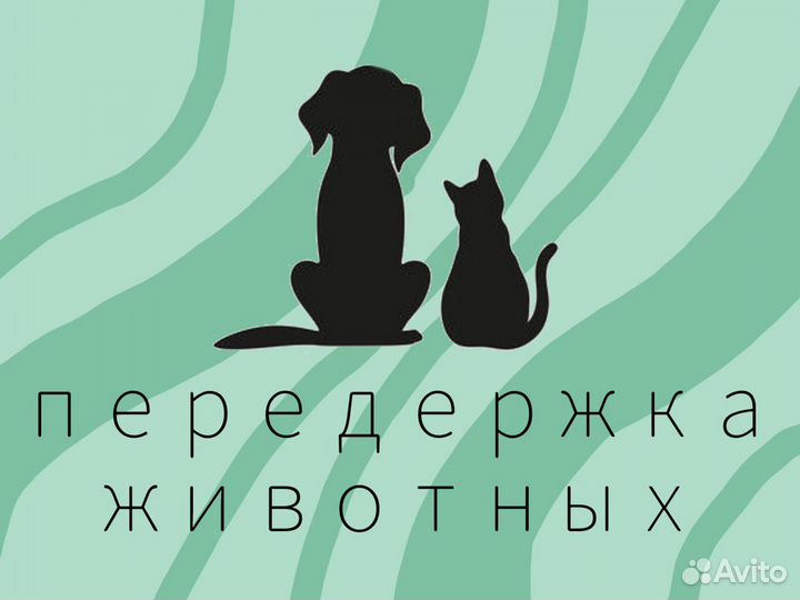 Передержка домашних животных