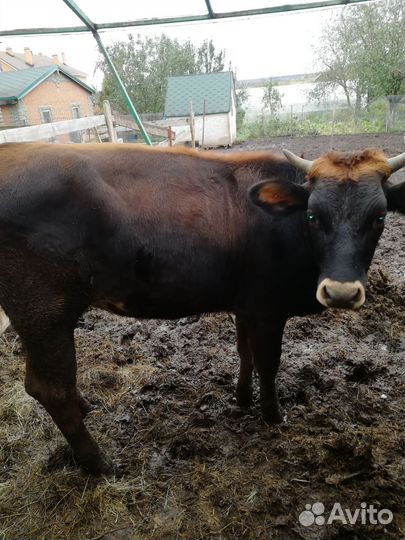 Тёлка Бык