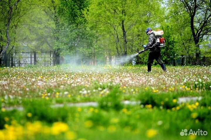 Уничтожение клопов тараканов грызунов плесени