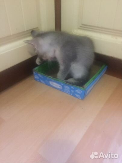 Британские котята