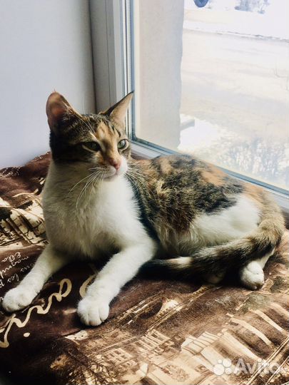 Милашка Кнопа