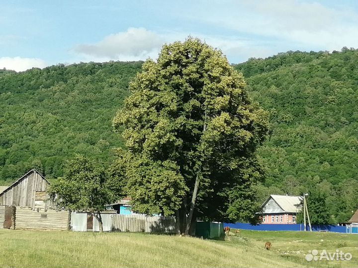 Башкирский горно-липовый мед