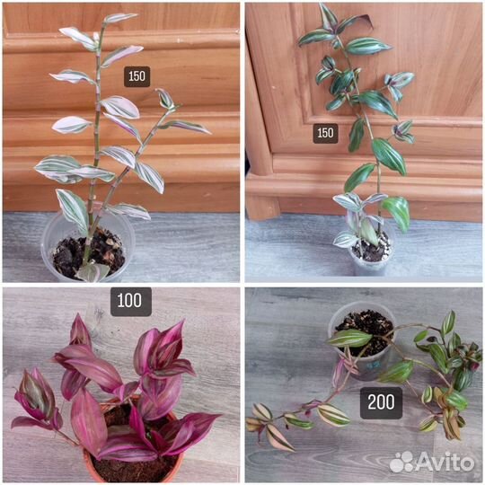 Комнатные растения