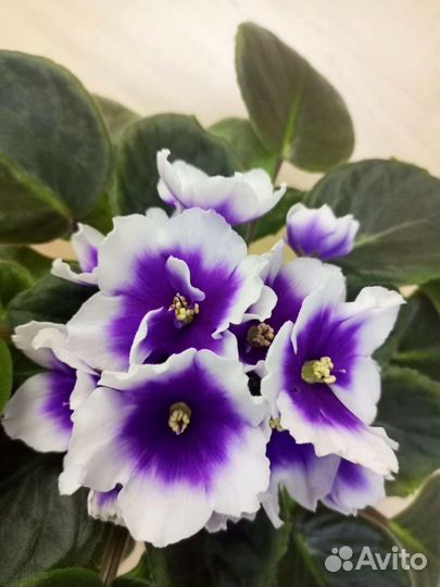 Детки сортовых фиалок