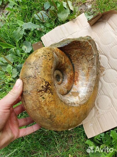 Окаменелости аммониты