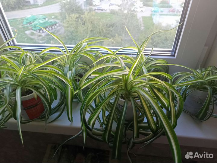 Хлорофитум кудрявый