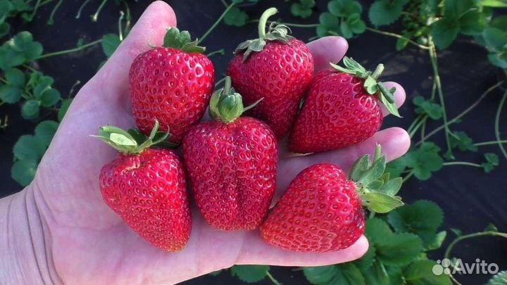 Саженцы, рассада усы клубники более 10 сортов