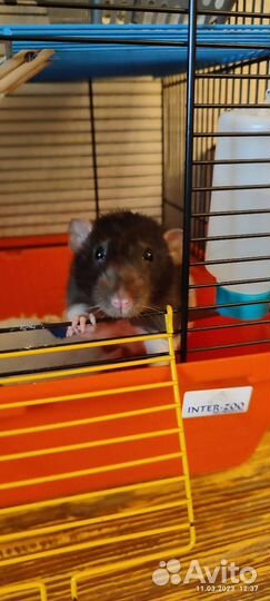 Клетка для грызунов
