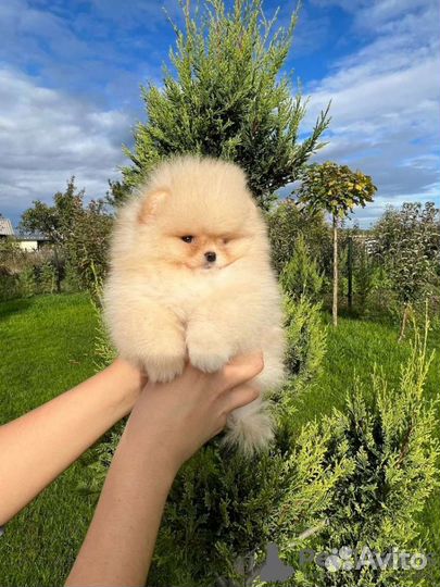 Щенки шпица