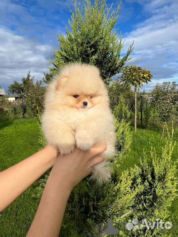 Щенки шпица