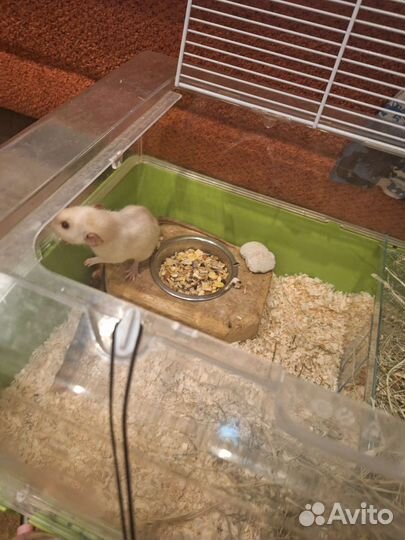 Отдам крыс