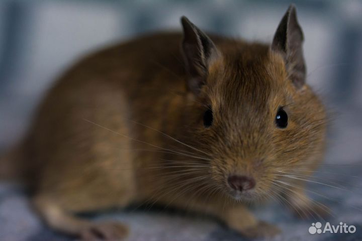 Дегу цветные малыши