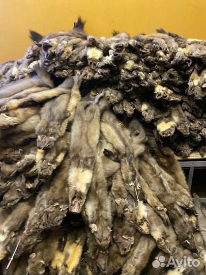 Шкуры куницы