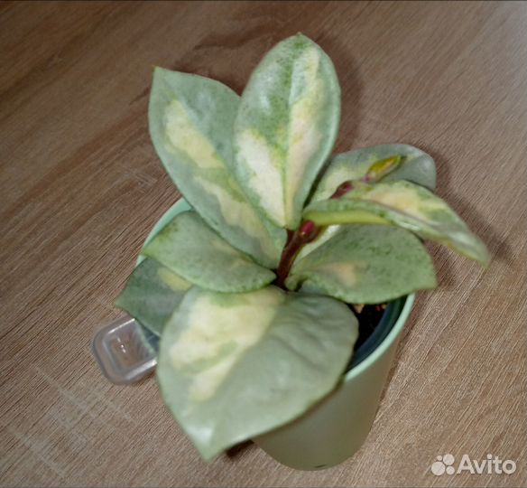 Хоя Carnosa Argentea Princess variegata