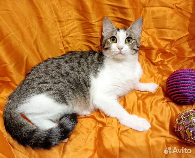 Кошка в добрые руки