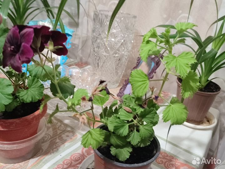 Пеларгония герань