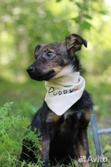 Щенок в добрые руки бесплатно маленький