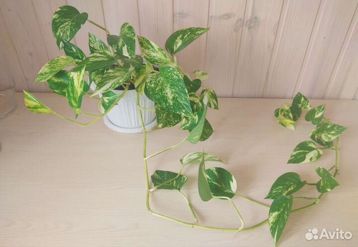 Сциндапсус Ауреум (Scindapsus Aureus)