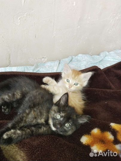 Котята бесплатно
