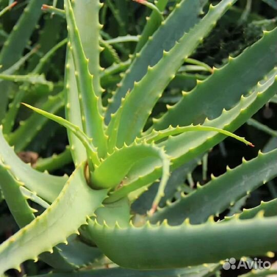 Комнатные цветы алоэ
