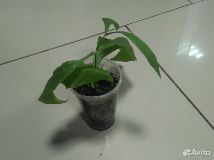 Пахистахис жёлтый