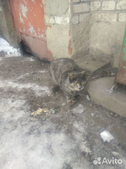 Бездомная кошечка