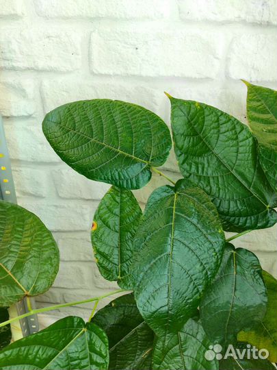 Фикусы шривириана, рубигиноза вар