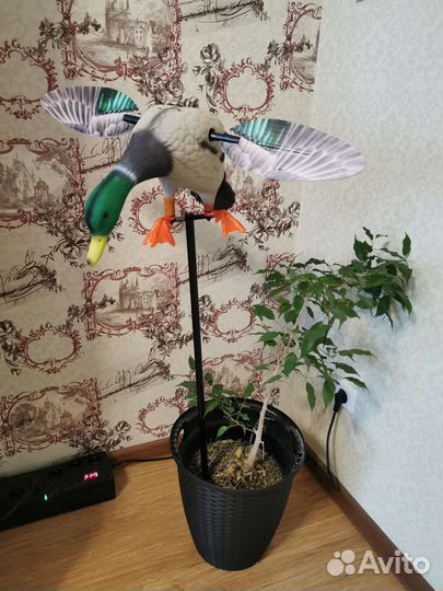 Чучело Утки Махокрыл