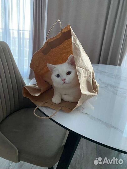 Кошка