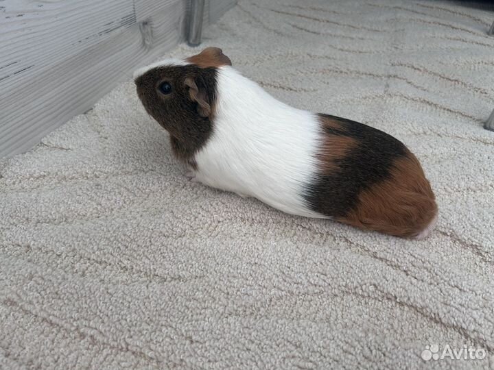 Морская свинка с клеткой