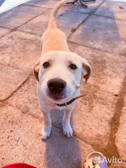 Фенотип лабрадора 4 месяца