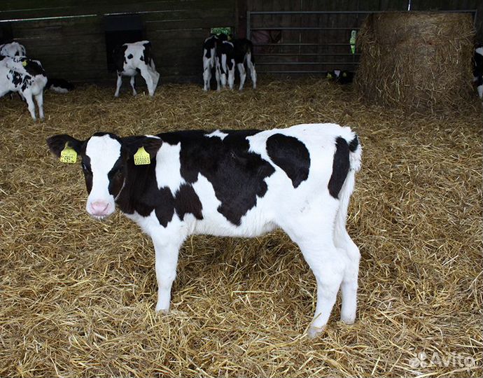 Бычки с доставкой