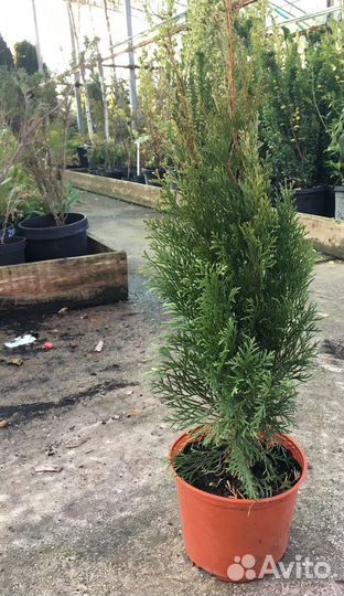 Туя Смарагд