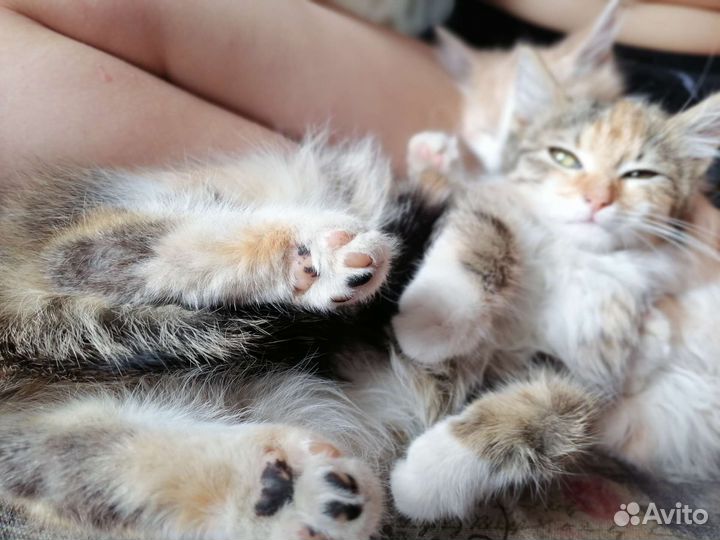 Котята ищут семью