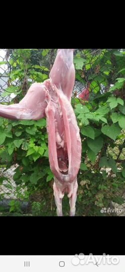 Мясо кролика цена за 1 кг