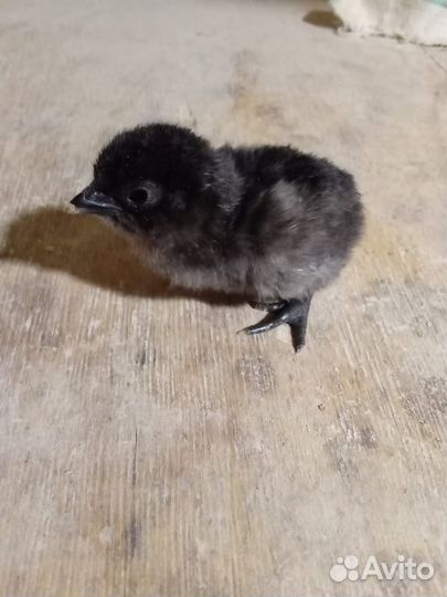 Чёрные куры ухейилюй