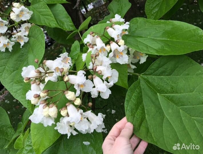 Семена экзотических морозостойких деревьев