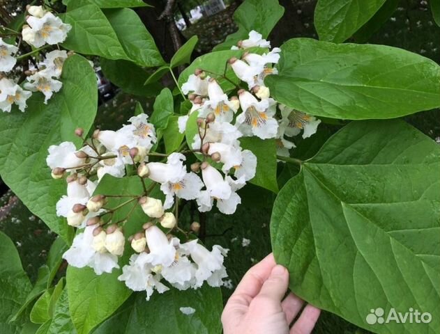 Семена экзотических морозостойких деревьев