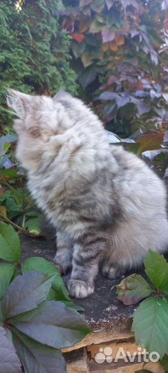 Персидская кошка