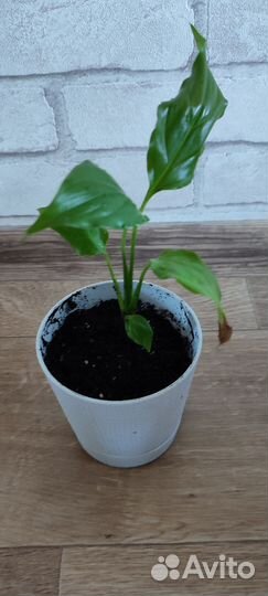 Спатифиллюм или женское счастье, цветок