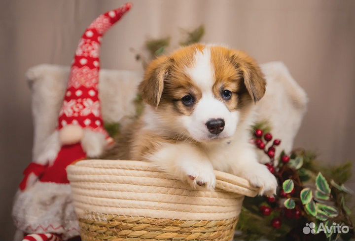 Щенки вельш-корги пемброк