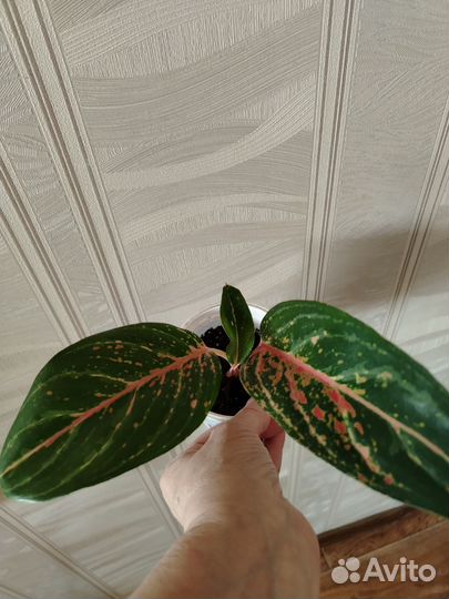 Комнатные цветы. Аглоунема