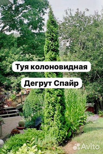 Туя западная дегрут спайр