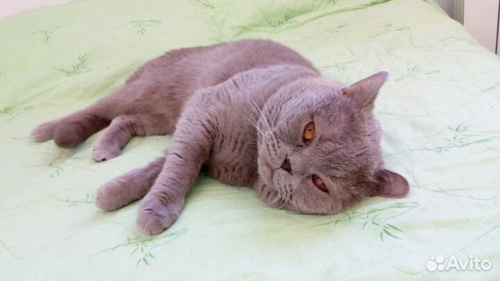 Зоогостиница, передержка животных в домашних услов