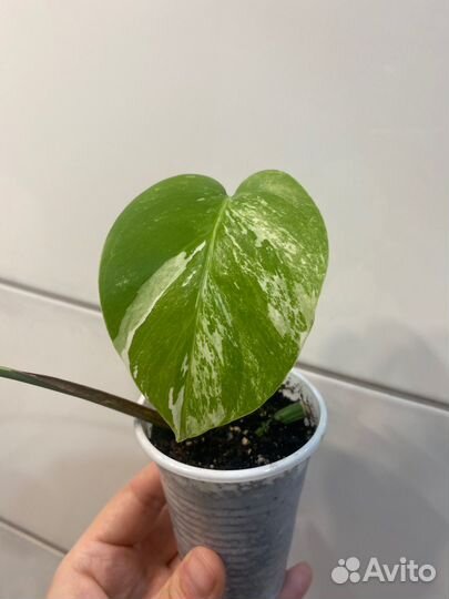 Монстера вариегатная альба